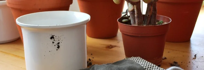 Umtopfen von Pflanzen, Topf und Gartenhandschuh